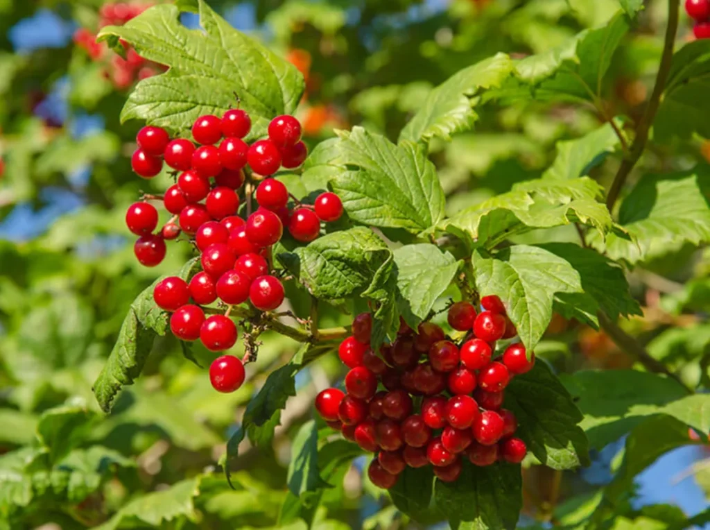 What Lingonberries Look Like